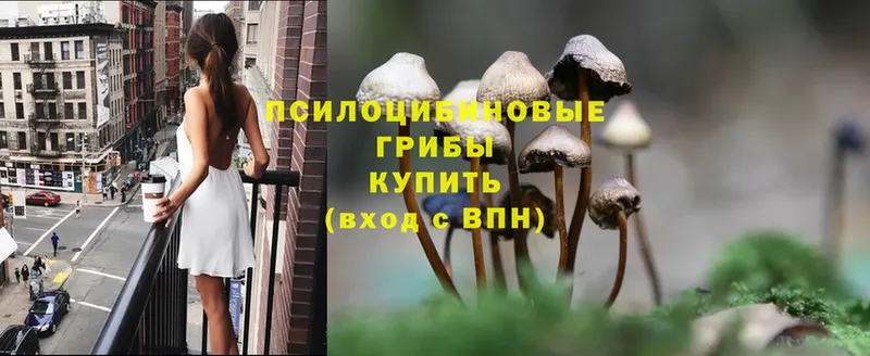 Псилоцибиновые грибы Psilocybe  цены наркотик  Балтийск 